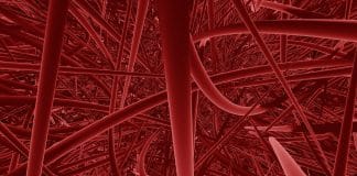 vaisseaux sanguins