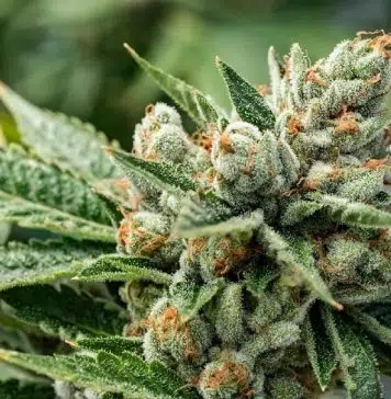Qu'est-ce que de la Kush