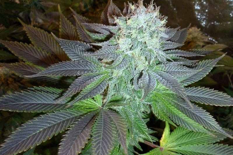 Qu'estce que de la Kush ? La Mèche