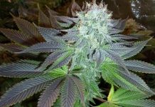 Connaissez-vous la OG Kush