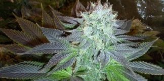Connaissez-vous la OG Kush