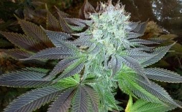 Connaissez-vous la OG Kush