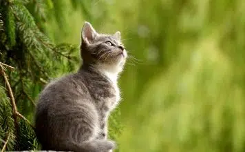 Les chats s’invitent sans la décoration