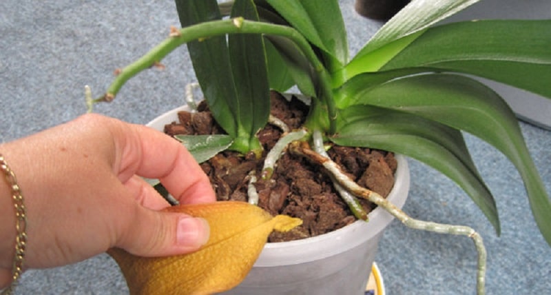 Comment couper une orchidée
