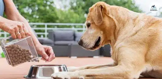 Ce qu’il faut savoir sur les croquettes pour chien