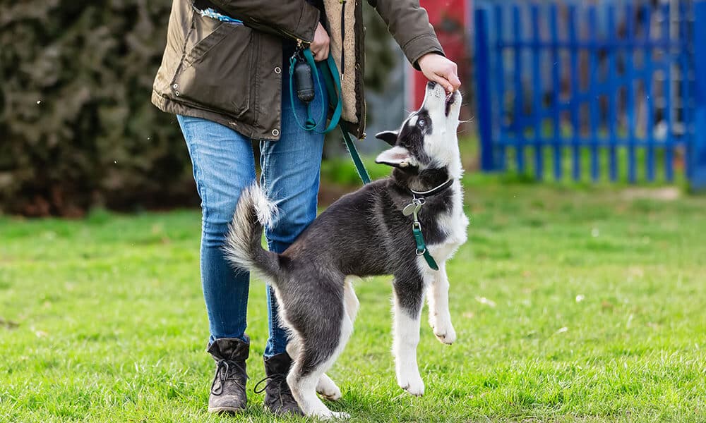 Les étapes à suivre pour ouvrir une pension canine