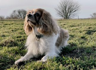 white and brown long coated dog on green grass field during daytime