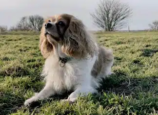 Quels sont les avantages des croquettes sans céréales pour les chiens ? white and brown long coated dog on green grass field during daytime