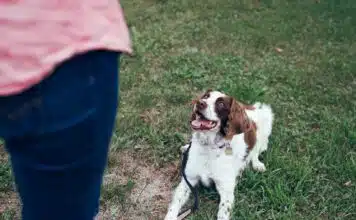 Les techniques d’éducation canine qui garantissent le succès